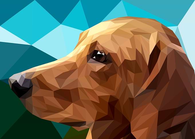 Dachshund