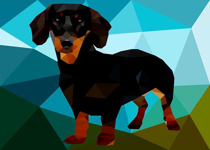 Dachshund