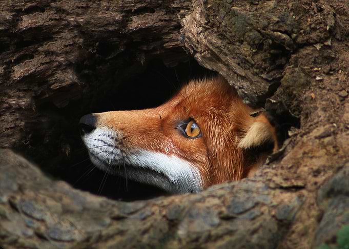 Portrait of Adult Red Fox