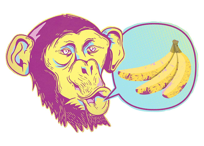 Chimpanzee banana