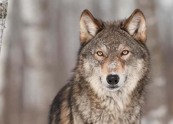 CloseUp Gray Timber Wolf
