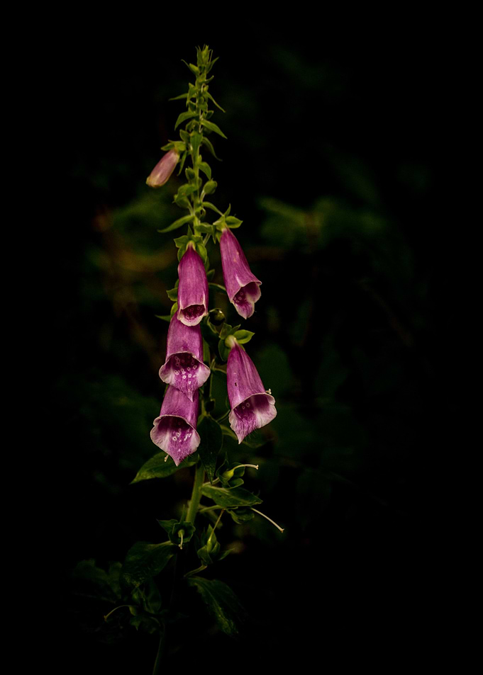 Dark Forest Foxglove