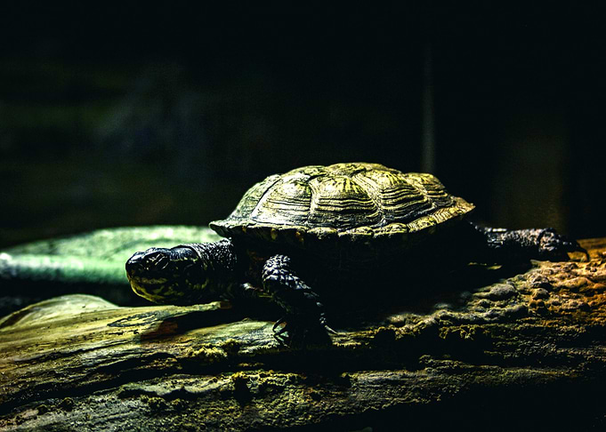 Turtle