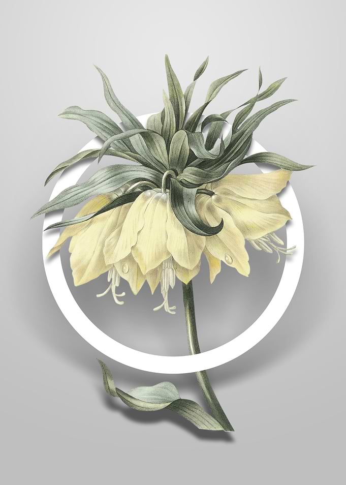 Kaisers Crown Flower Art
