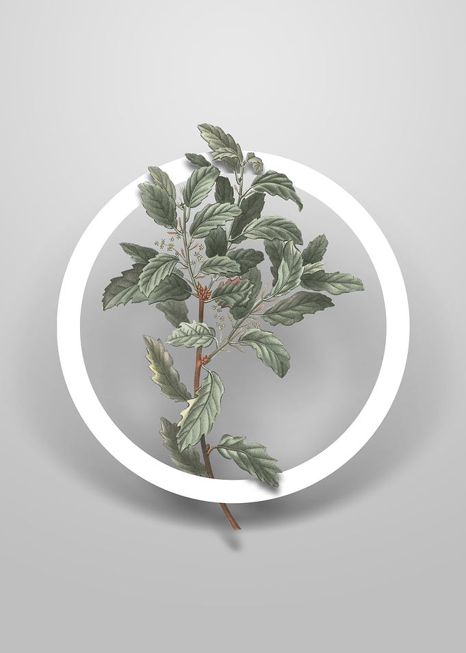Evergreen Oak Flower Art