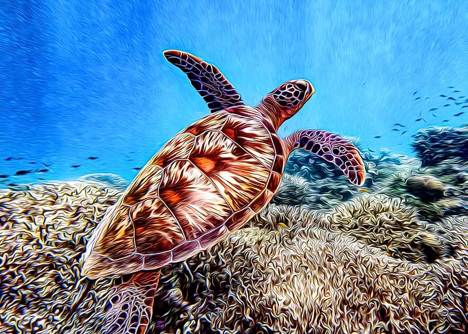 Turtle
