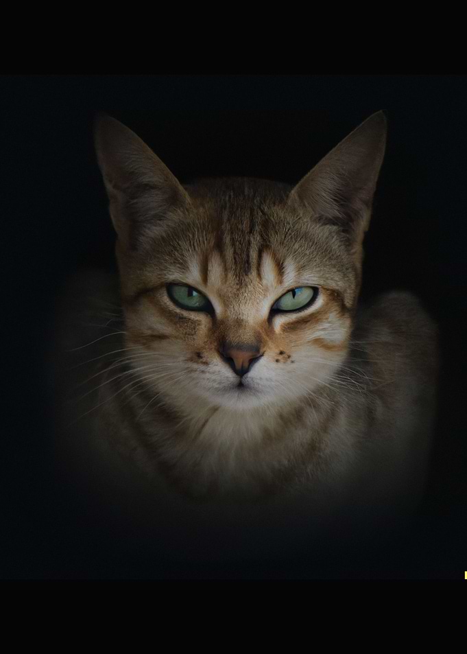 cat dark background