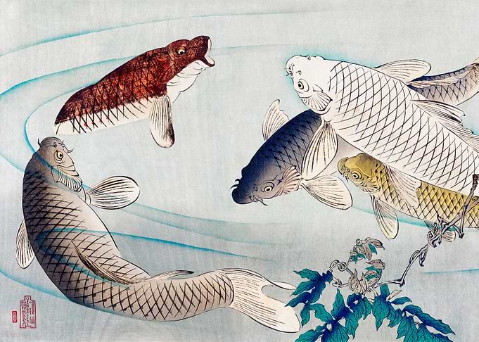 Japanese Fishes