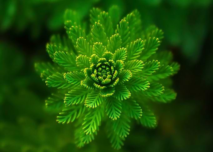 fern
