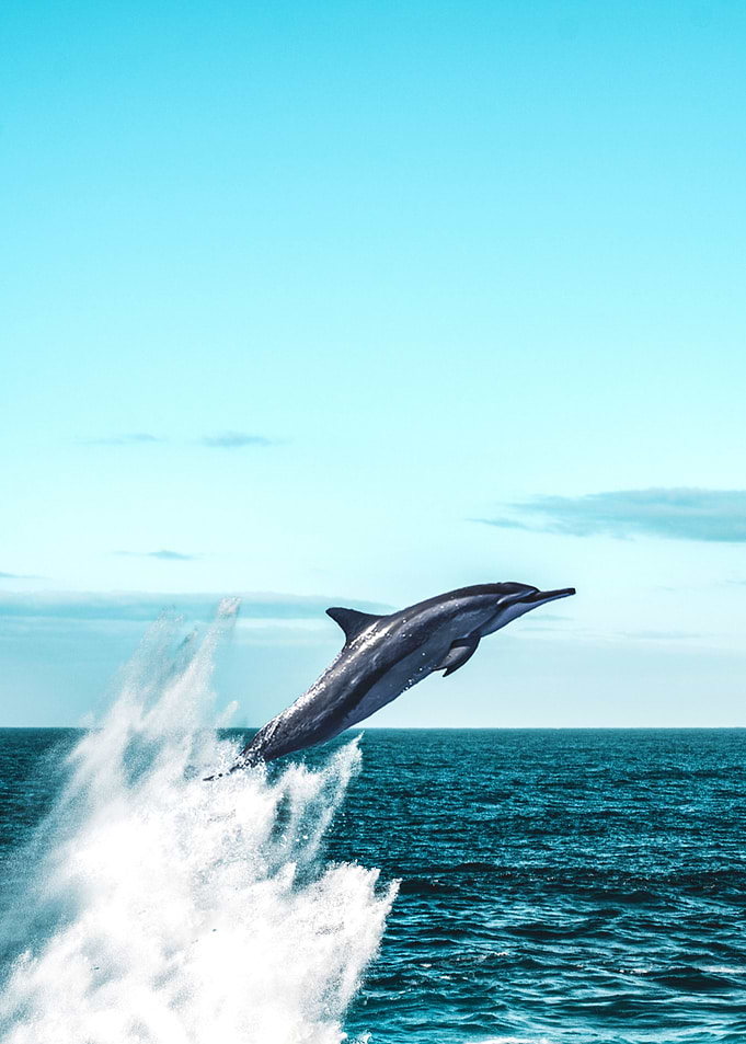 Dolphin