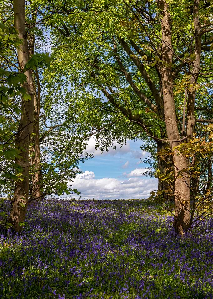 Bluebells in the Woods
