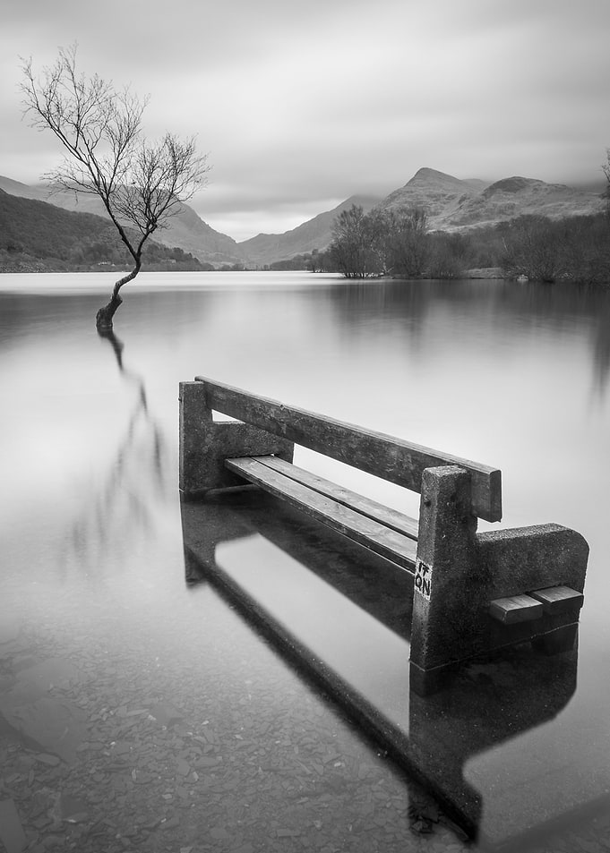 Lone Tree