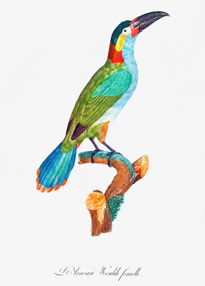 Black Necked Aracari