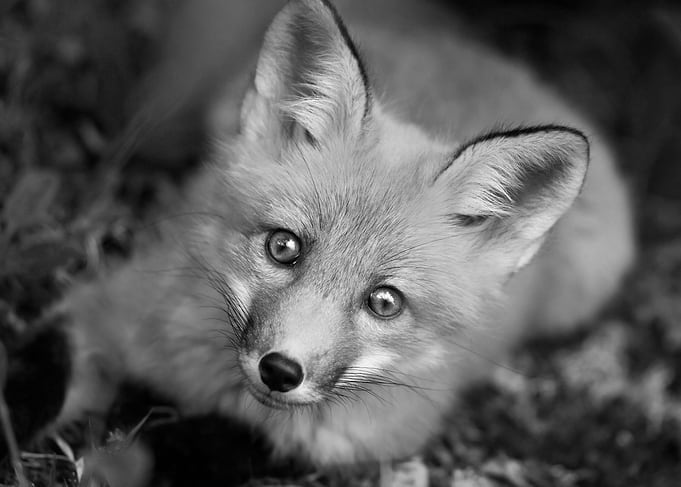 Black and White Baby Fox
