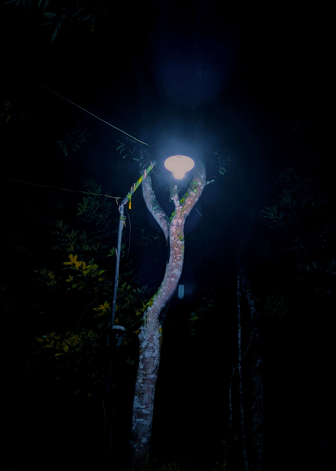 Nature and lamp