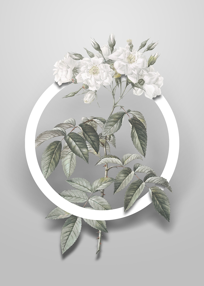 Vintage Musk Rose Flower