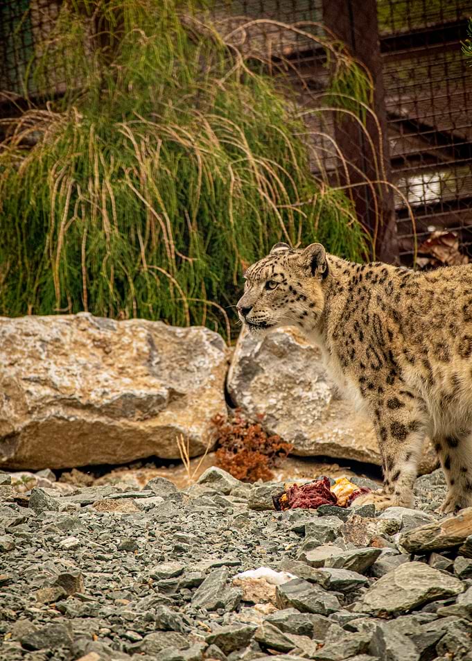 Snow Leopard