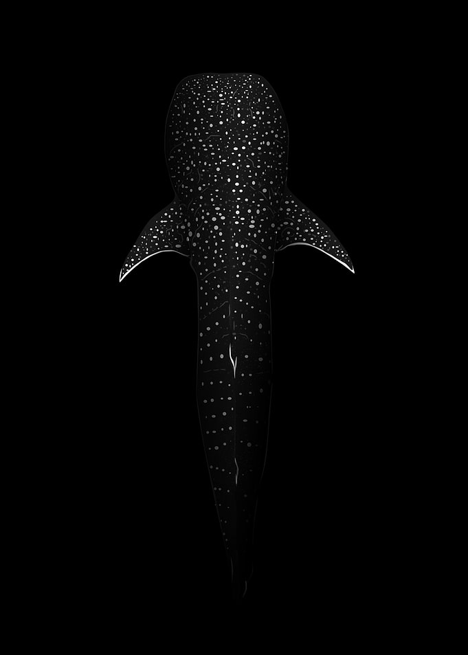 Gentle Giant Whale Shark
