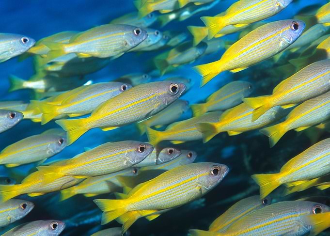School of Yellow Fish