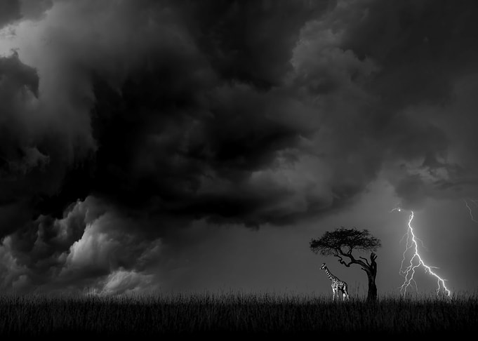 Giraffe and storm
