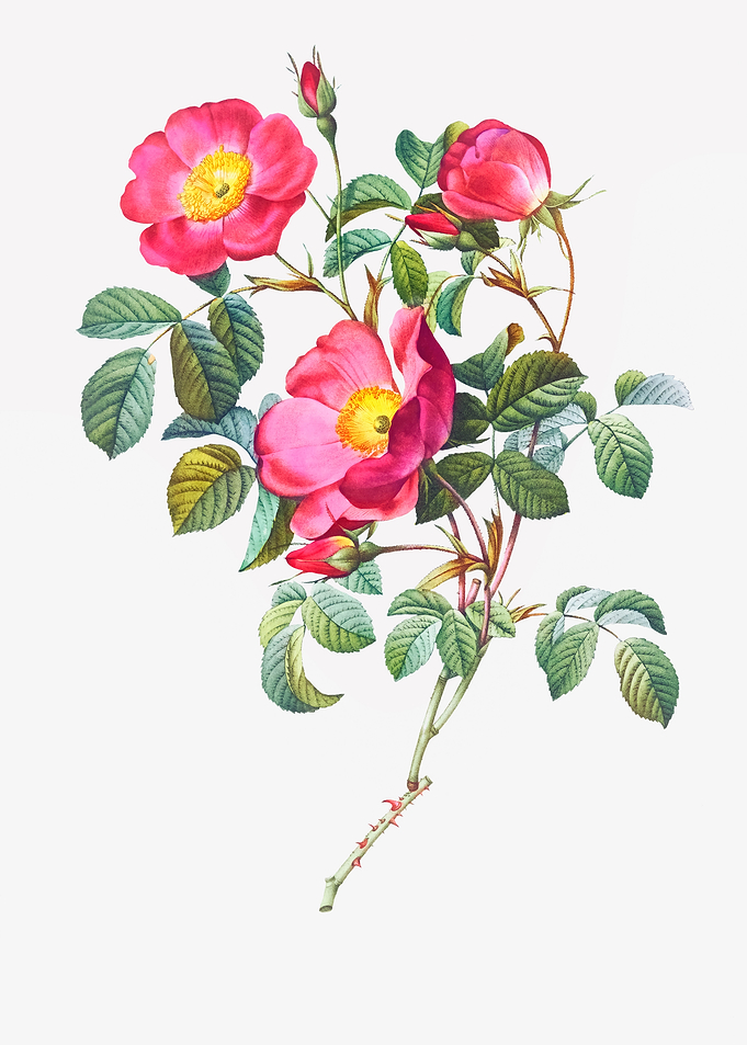 Rose of Love