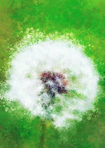 Dandelion