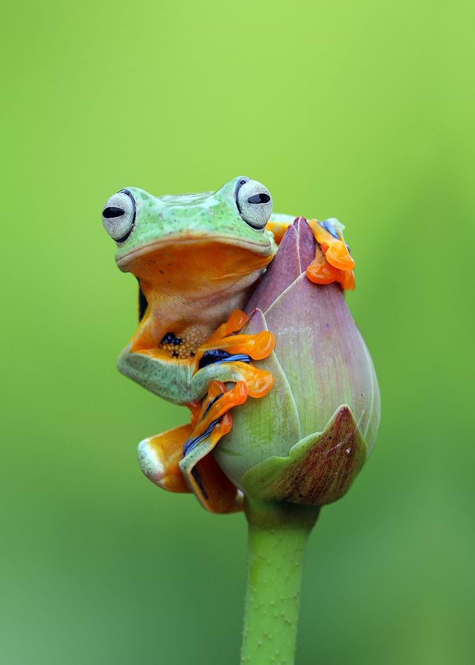 Green Tree Frog and Flower