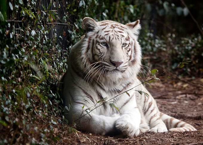 Laying Tiger