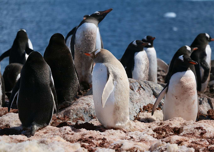 Penguin Waddle
