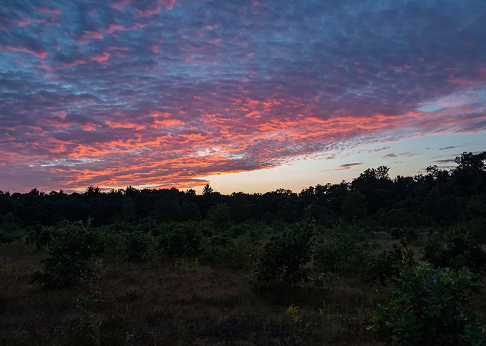 Forest Sunset