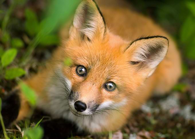 Fox Pup Face Wildlife
