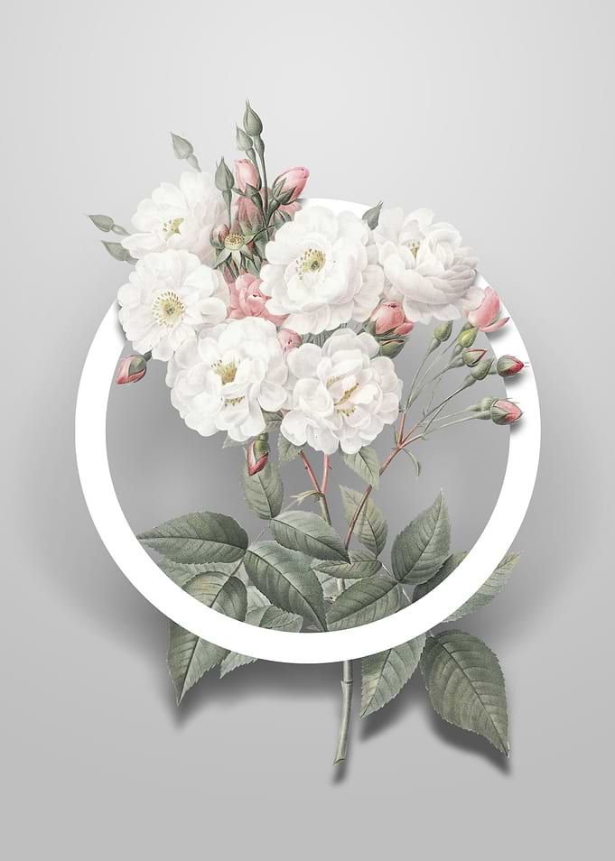 Noisette Roses Flower Art