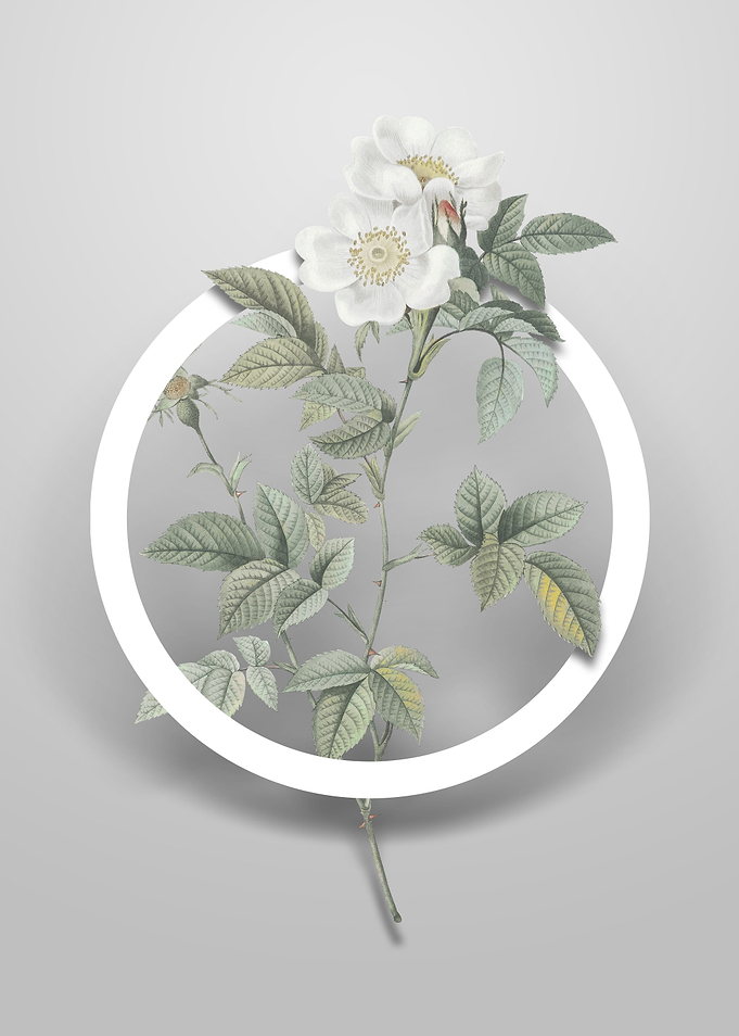 White Anjou Roses Flower