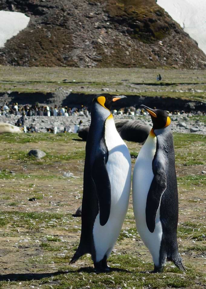 Two Standing Penguins