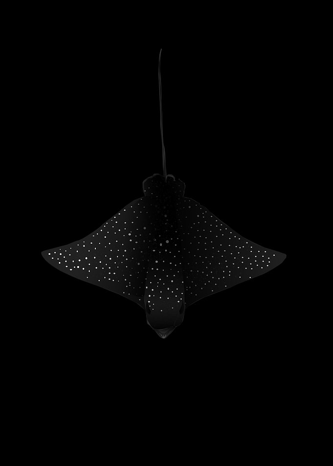 Spotted Eagle Ray Dark