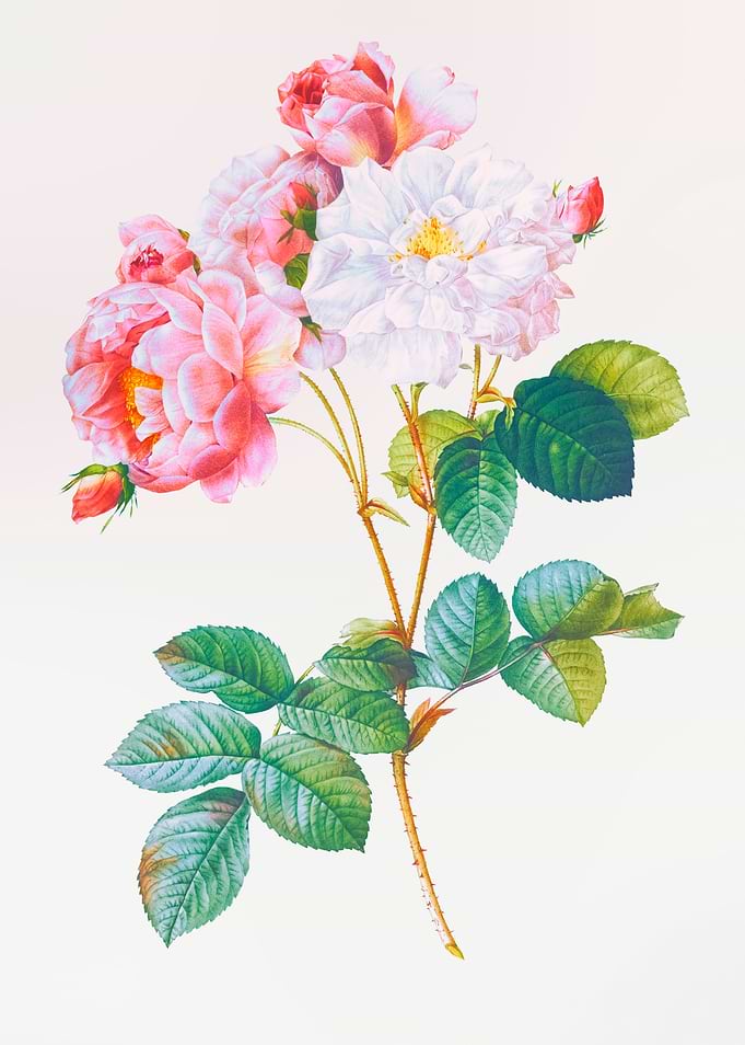 Rosa x Damascena