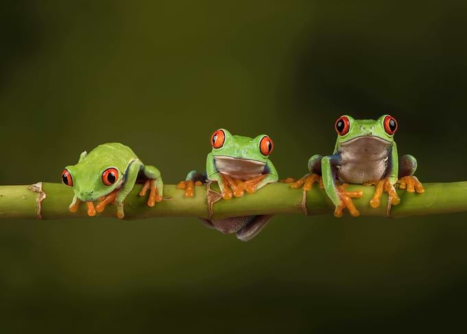 Red Eyed Tree Frogs