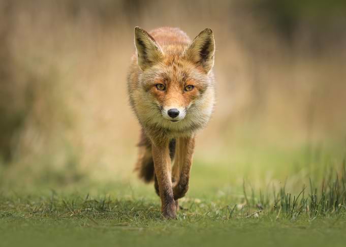 Walking Vixen Red Fox