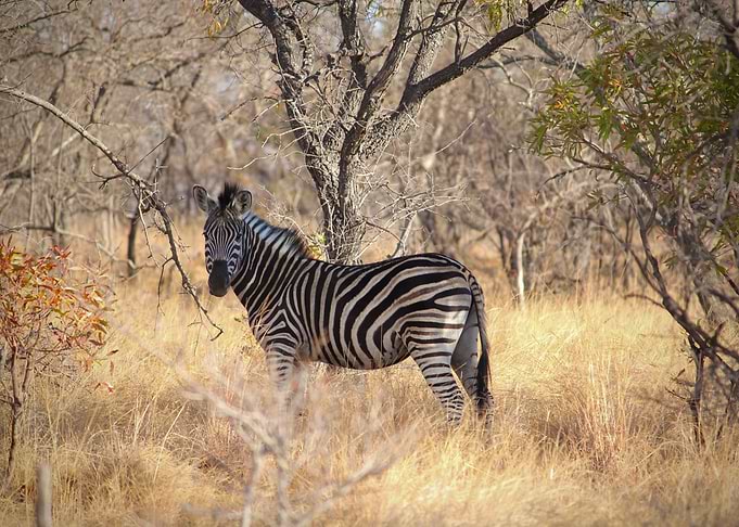 Zebra in South Africa
