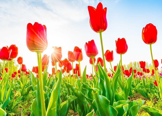 Tulips flower