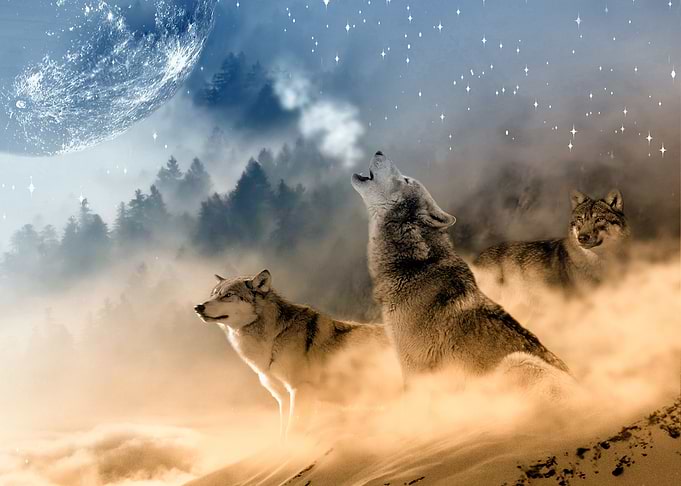 Call of the Wolves