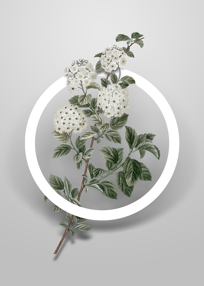 Germander Meadowsweet Art