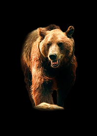 Brown bear