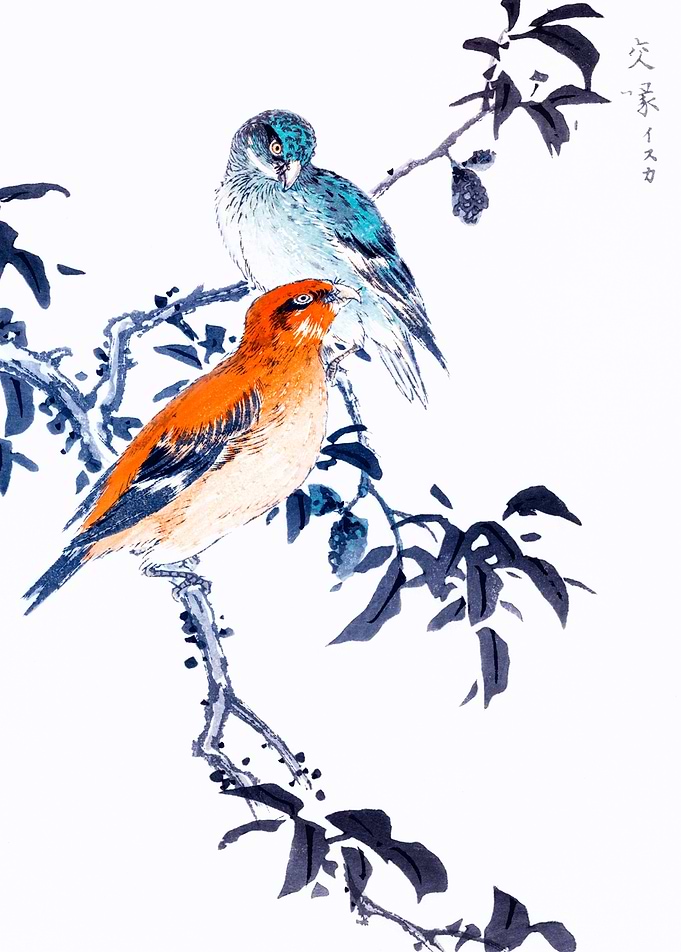 Crossbills