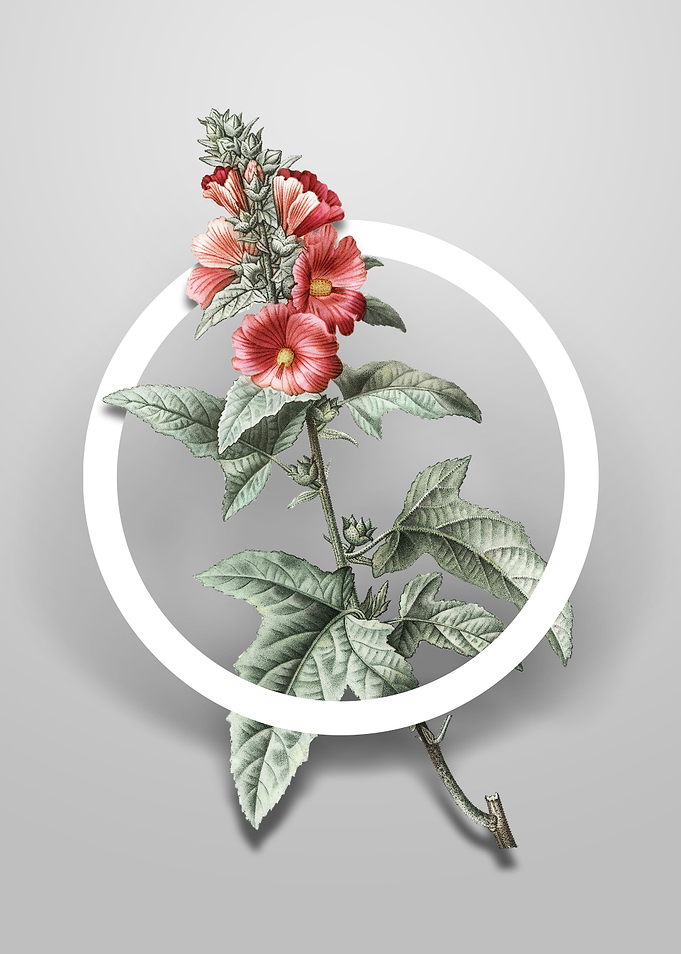 Vintage Tree Mallow Flower