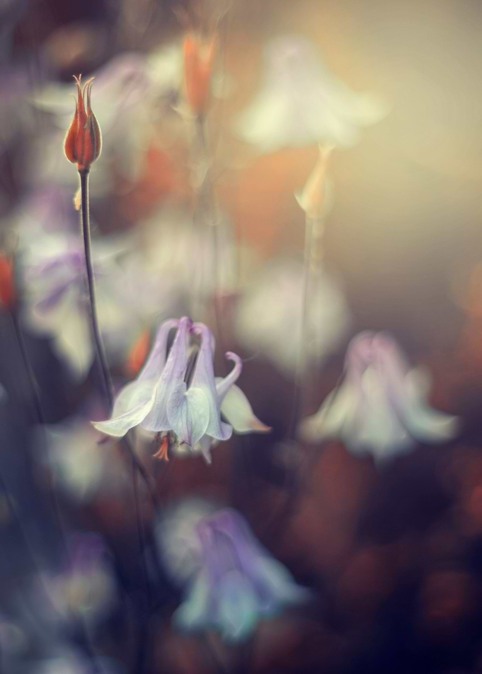 Pink Flower impression