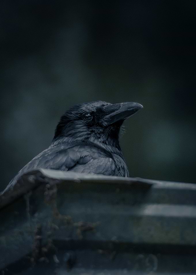 Black Watcher
