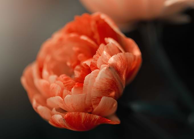 Orange botanical tulips