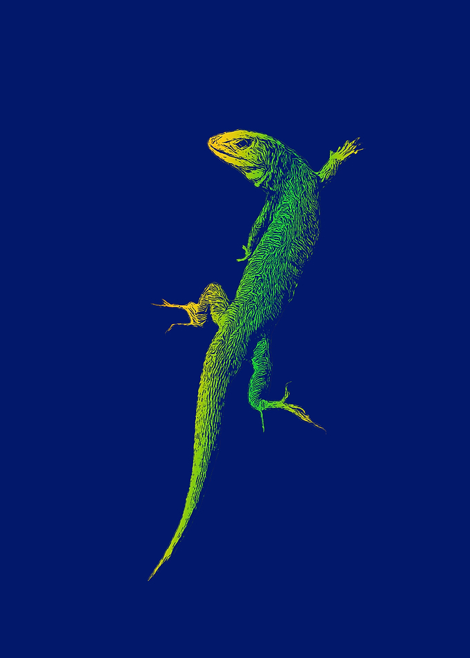 Lizard
