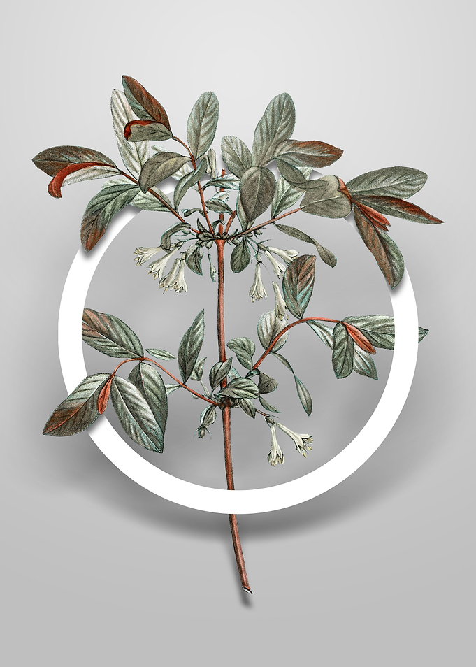 Vintage Honeyberry Flower